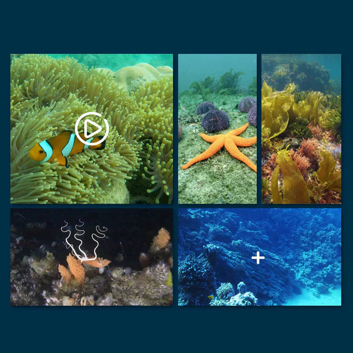 Experience the Underwater World in 4K Without Getting Wet! - Image 2