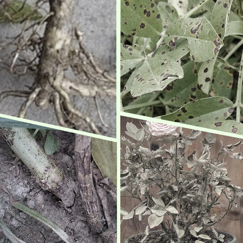 Plant Feeding | Uniform Nutrient Spread | Simple to Insert | RootVita - Image 3