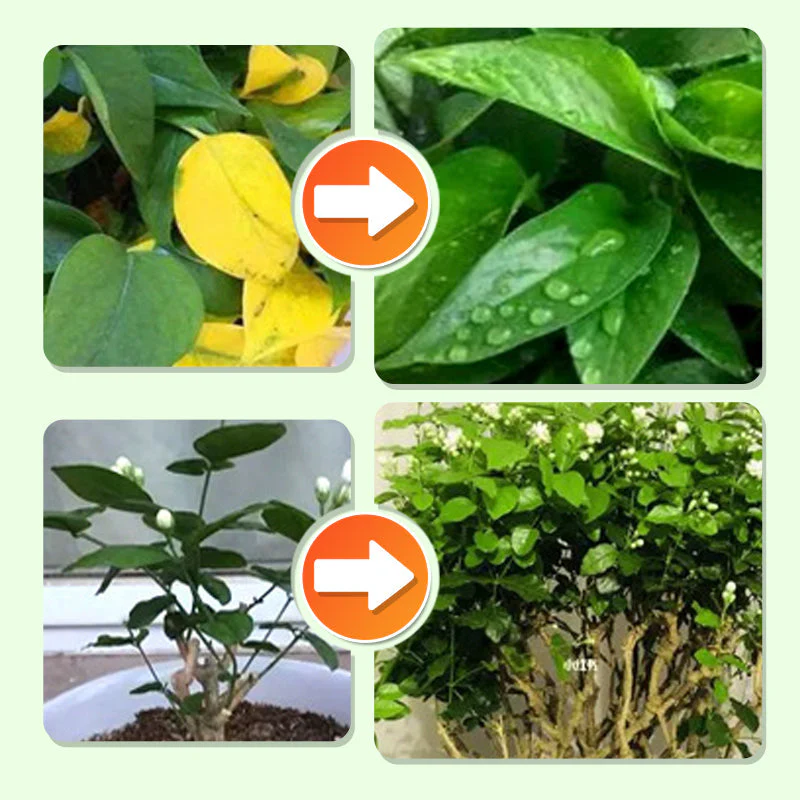 Plant Feeding | Uniform Nutrient Spread | Simple to Insert | RootVita - Image 6